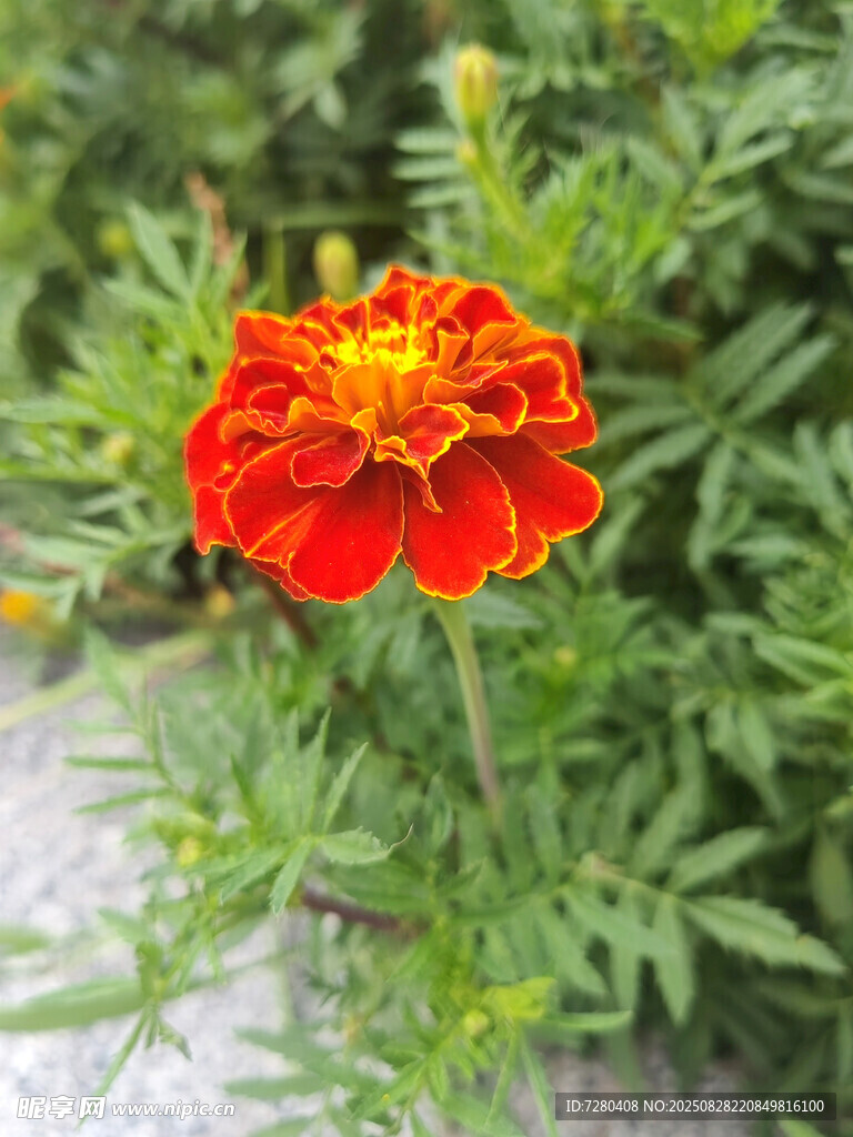 鮮艷紅橙萬壽菊特寫