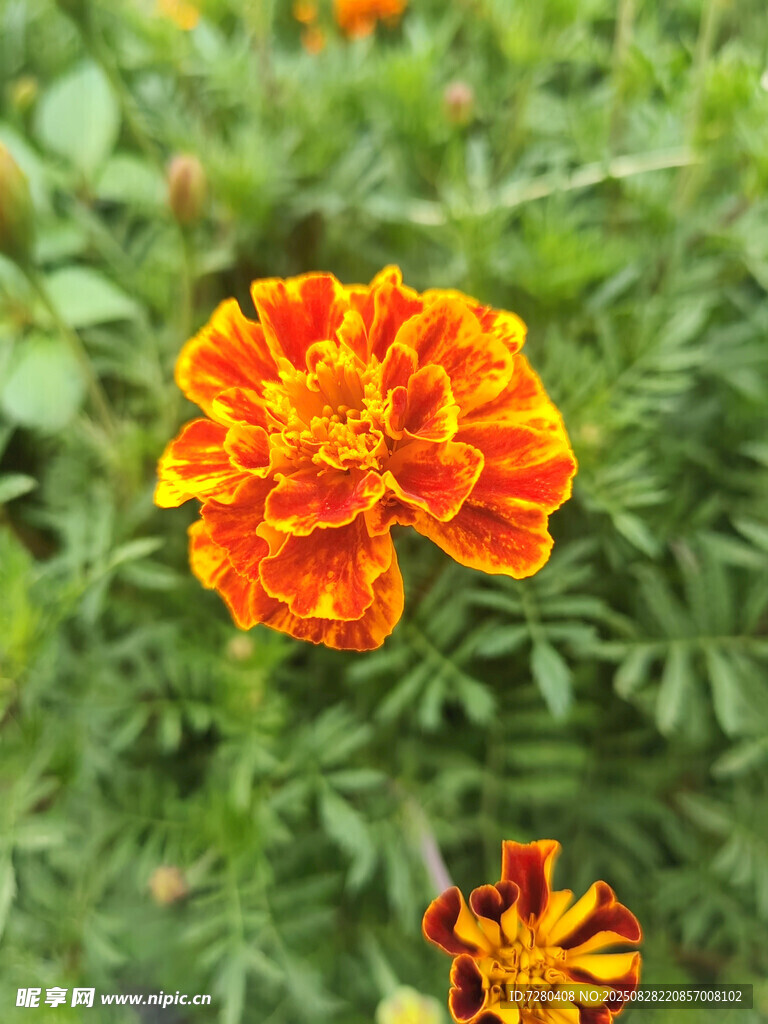 鮮艷萬壽菊綻放綠葉間