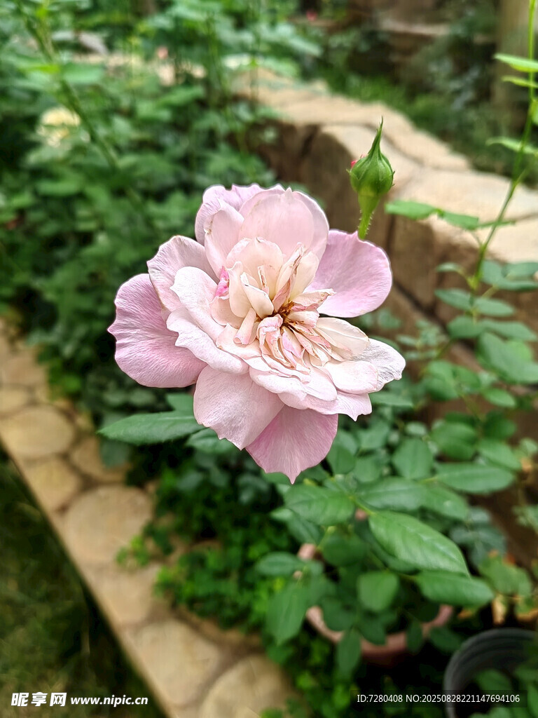 嬌艷粉色薔薇花特寫(xiě)