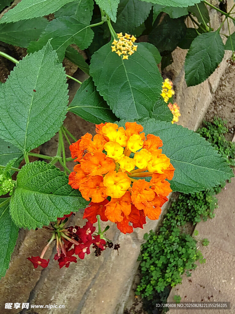 多彩馬纓丹綻放于綠葉間