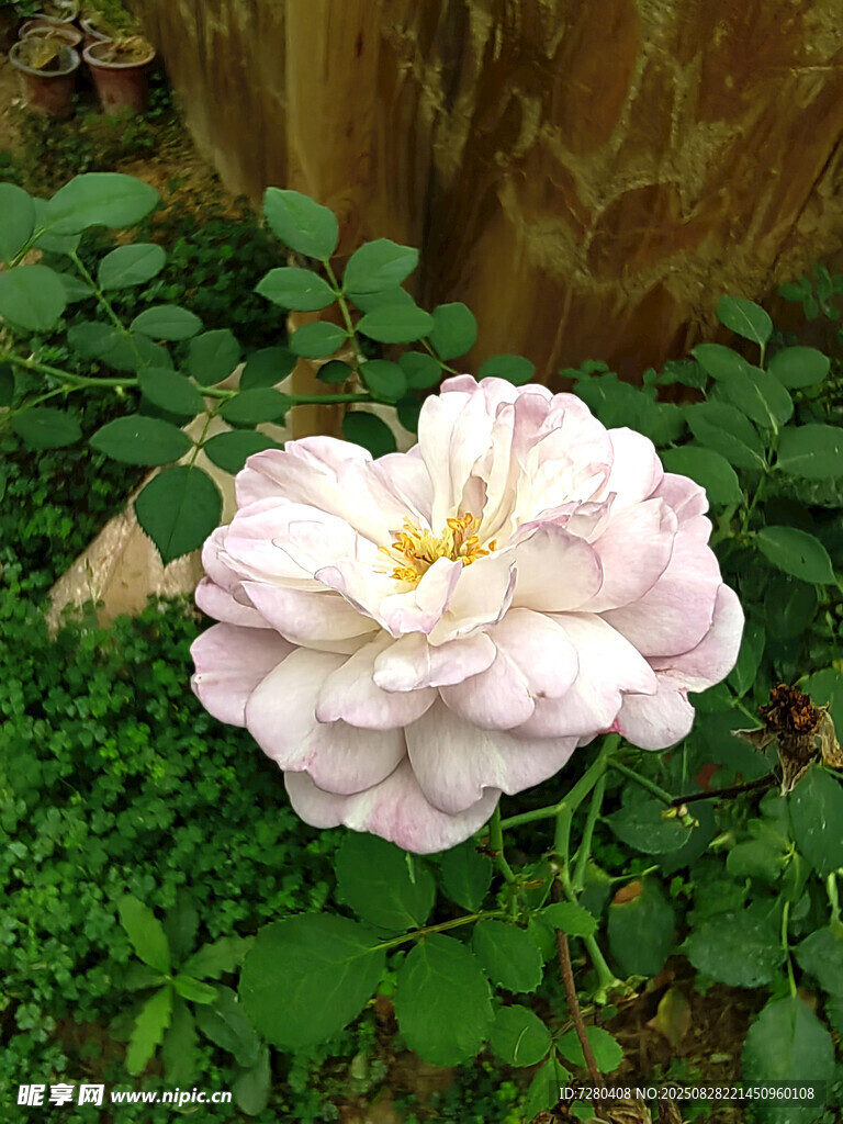 粉色綻放的美麗月季花
