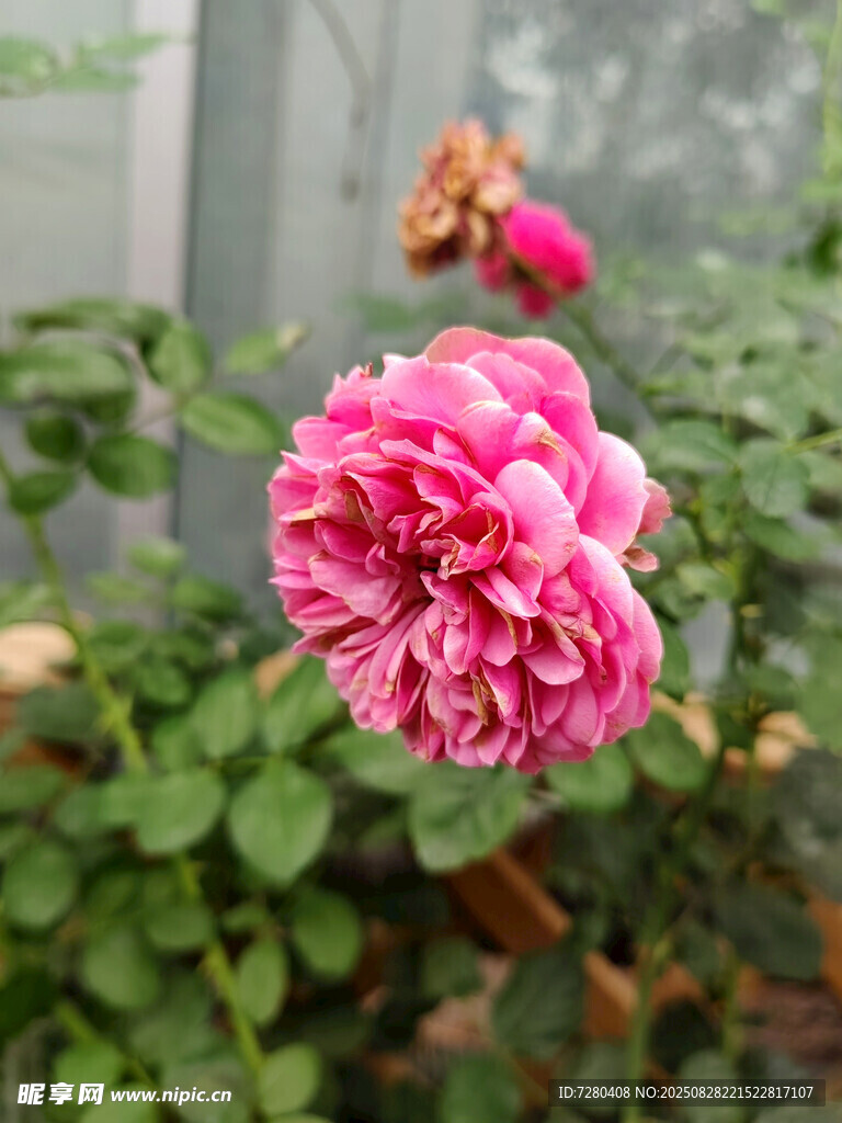 嬌艷盛開的粉色月季花