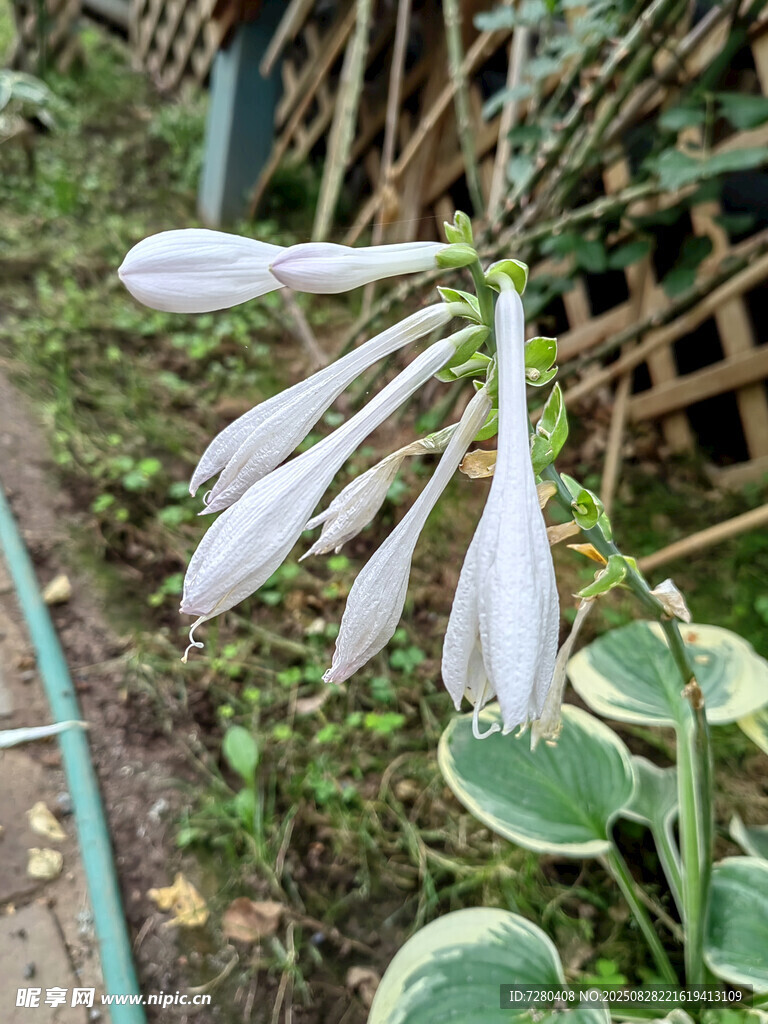 白色玉簪花綻放于綠植間