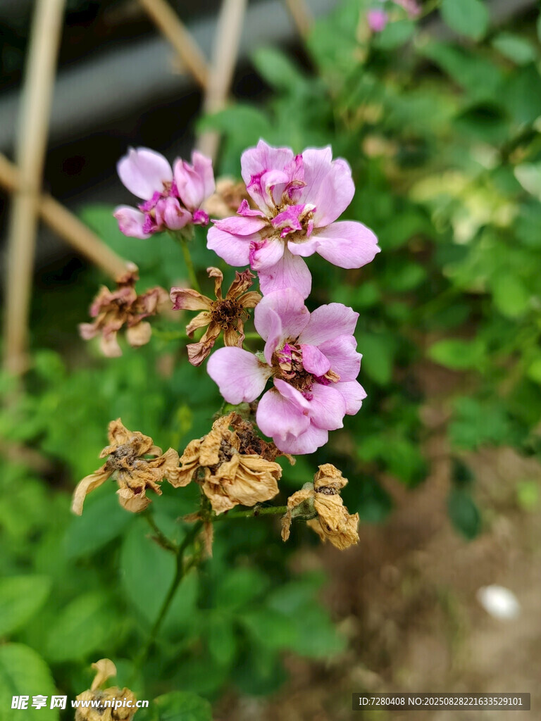 綻放的粉色薔薇花