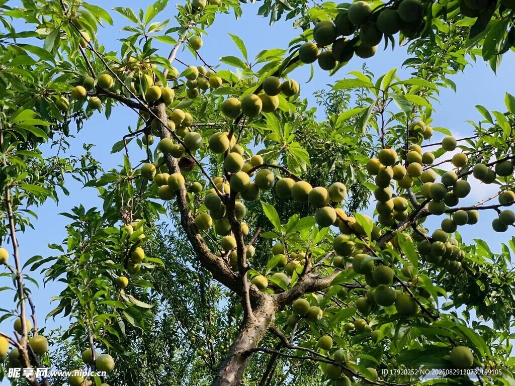 枝頭掛滿果實的繁茂樹木青脆李