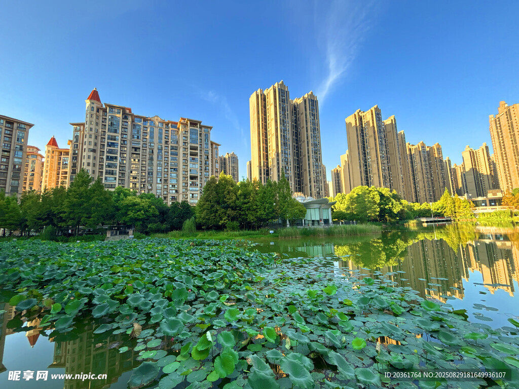 湖畔高樓映荷塘美景