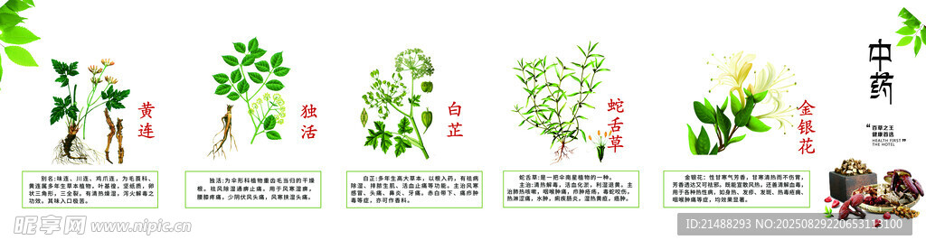 中藥材海報(bào)