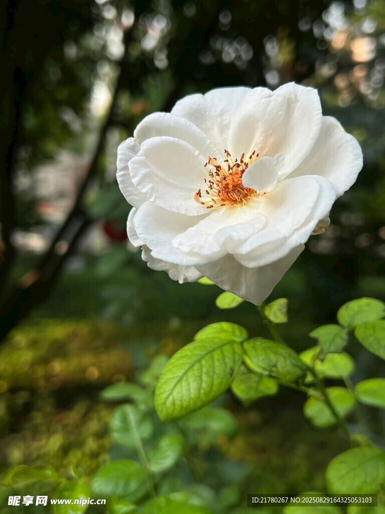 白色薔薇綻放