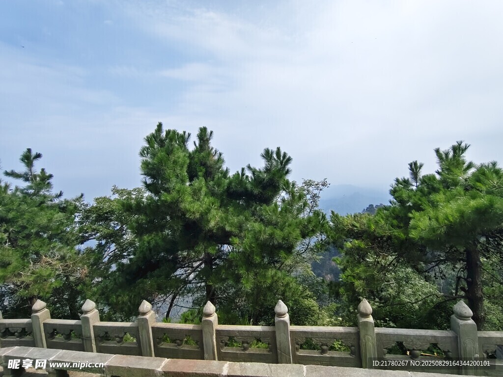 山間圍欄旁的蔥郁松樹