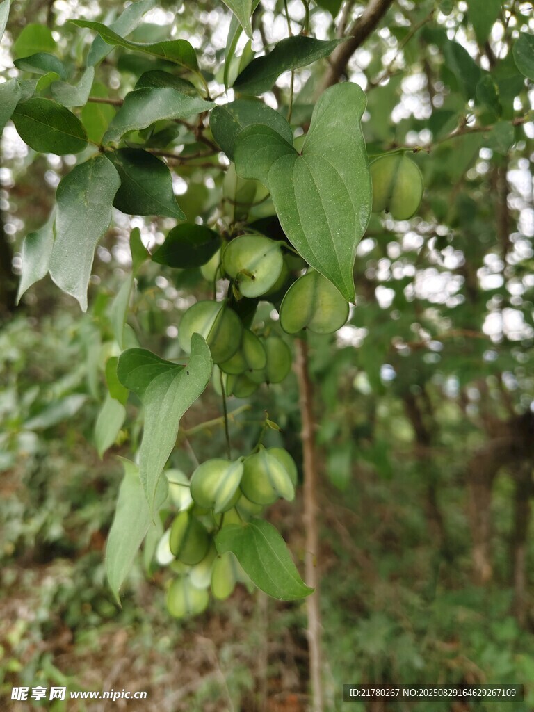 穿龍薯蕷植物枝干