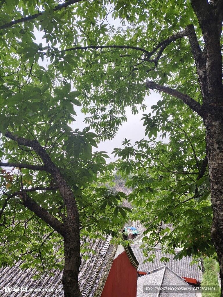 綠樹(shù)掩映下的紅頂建筑
