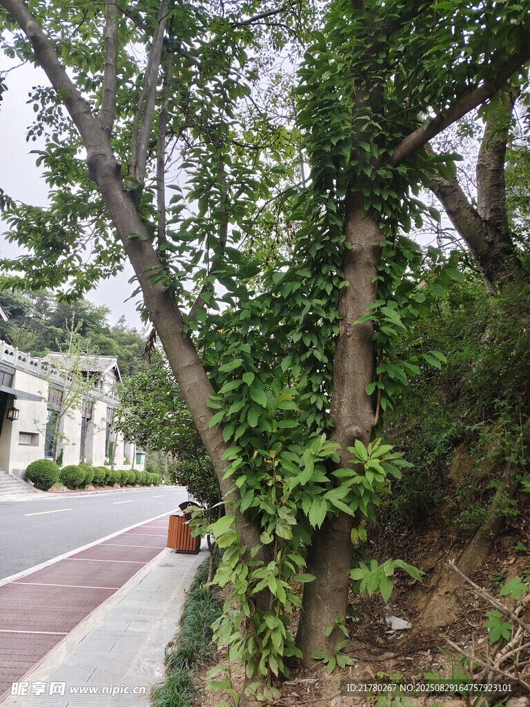 路邊繁茂綠植景觀