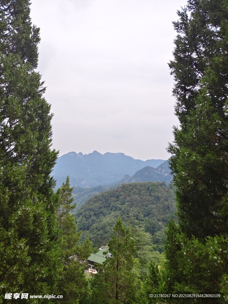 山林間的 樹木與遠山