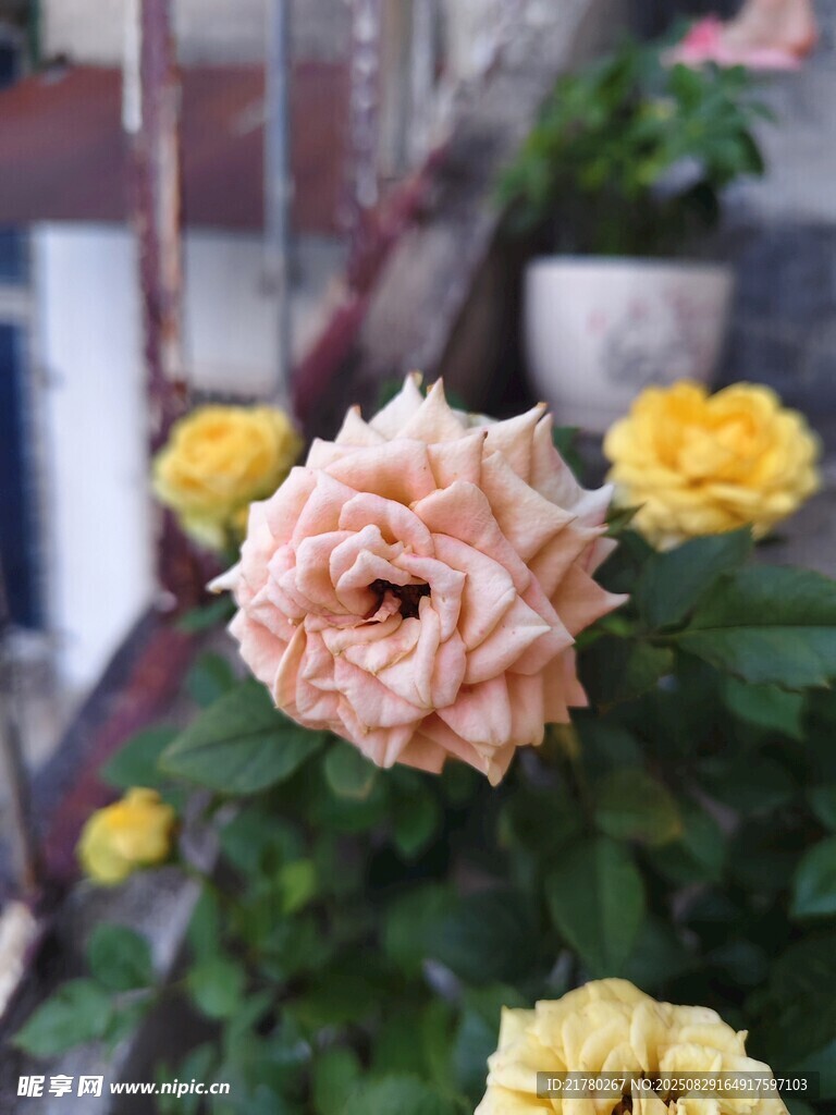 嬌艷玫瑰