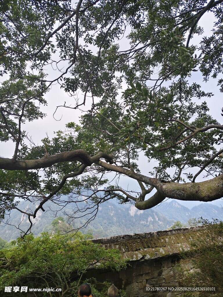 古樹枝椏 石墻