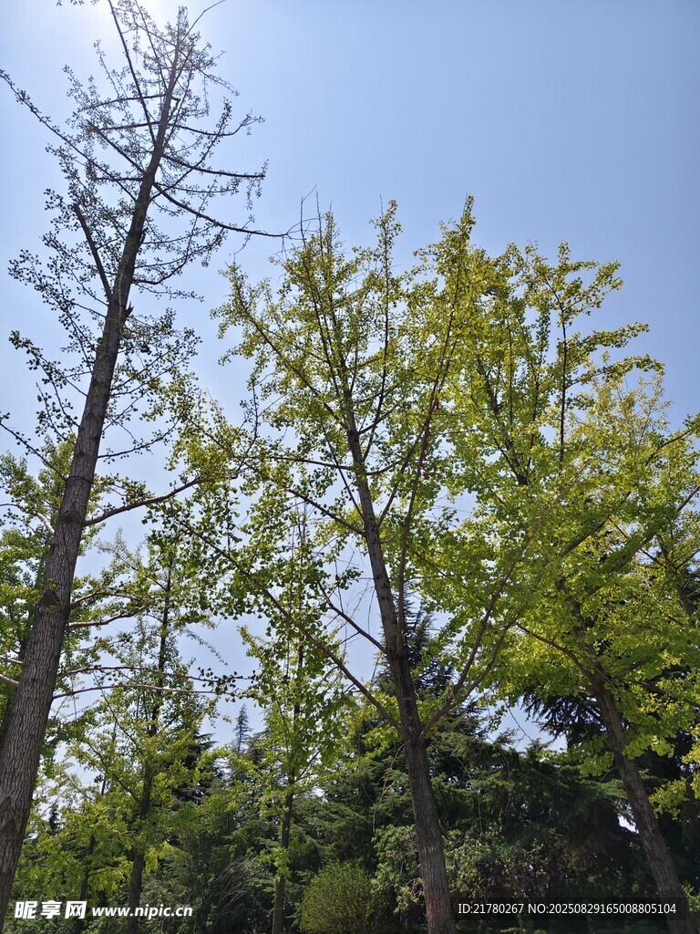 陽光下的挺拔樹木