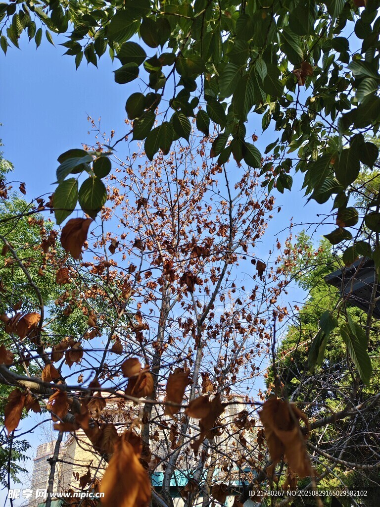 枯枝 綠葉