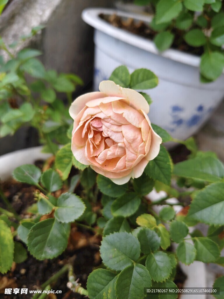 嬌艷綻放的粉色月季花