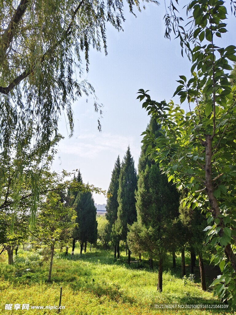夏日林間綠意盎然景色