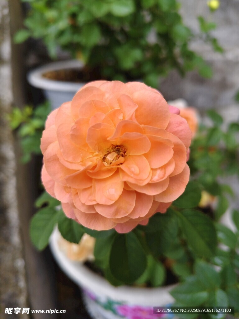 橙色嬌艷月季花
