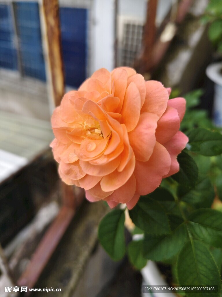 一朵橙色月季花