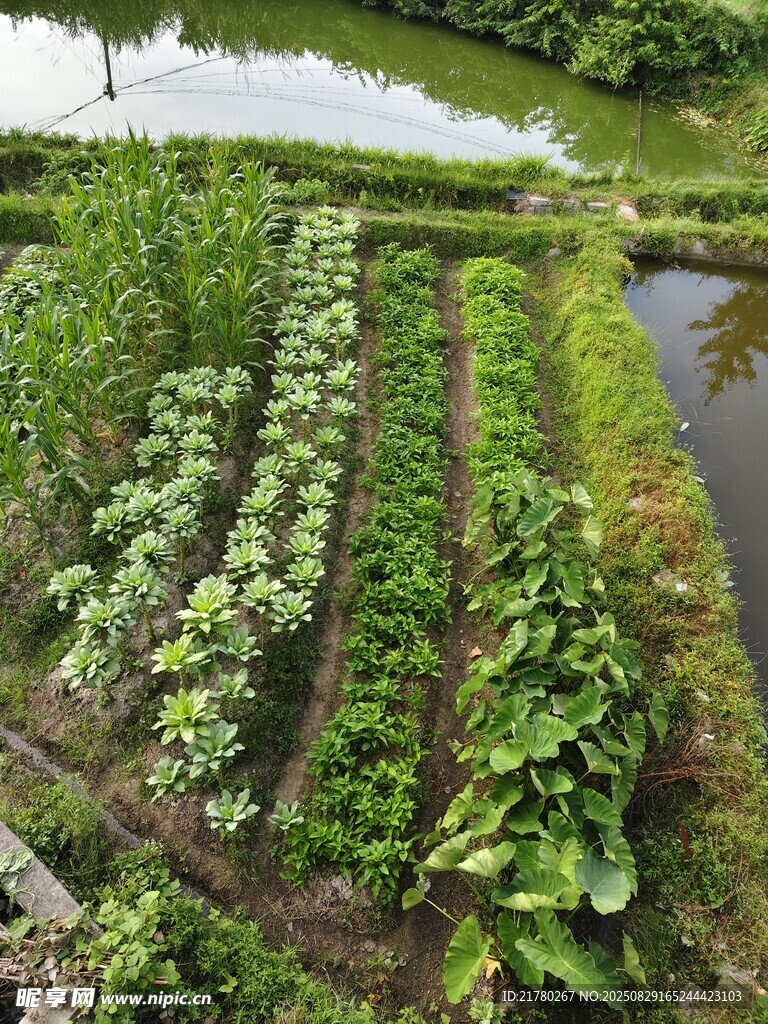 田園菜園景觀