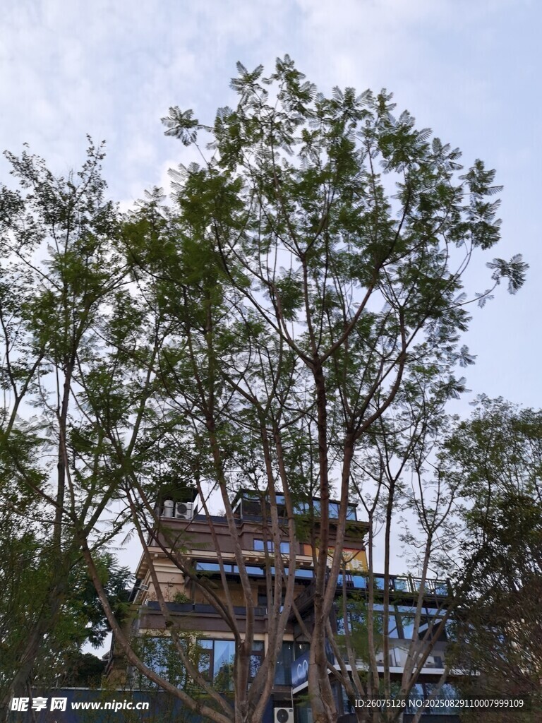 繁茂綠樹(shù)與隱于樹(shù)后的建筑