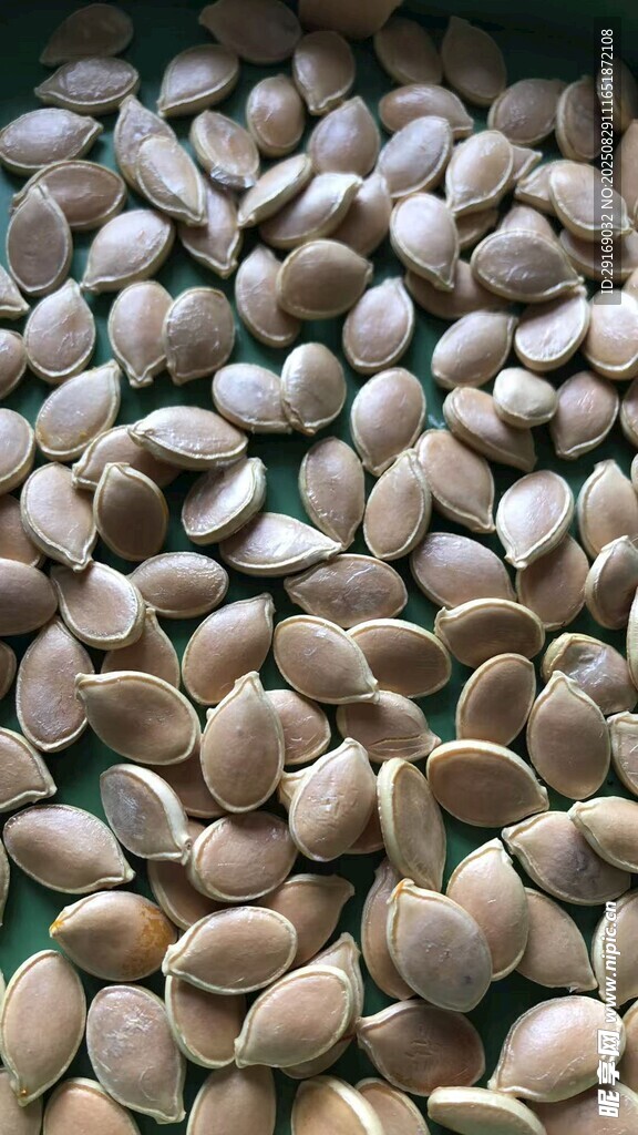 飽滿南瓜子特寫(xiě)