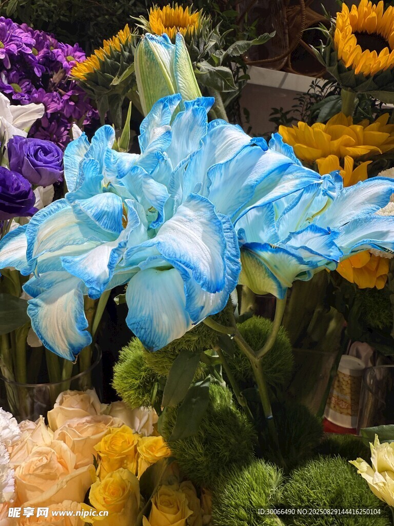 藍(lán)色百合花
