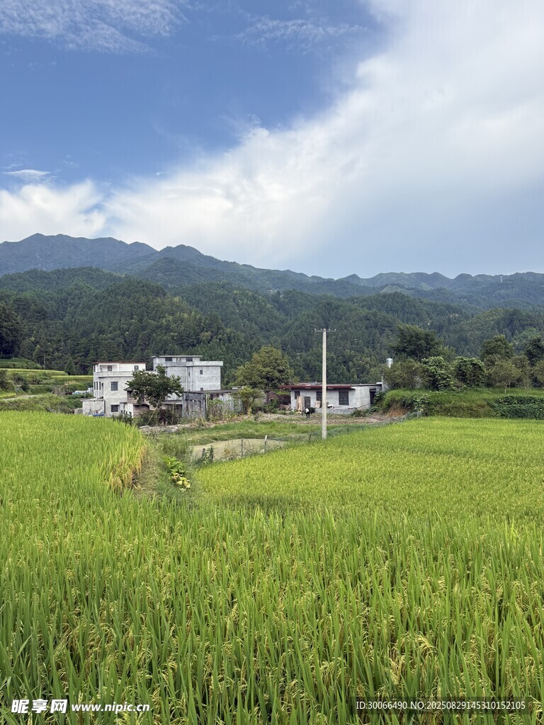 田園綠野