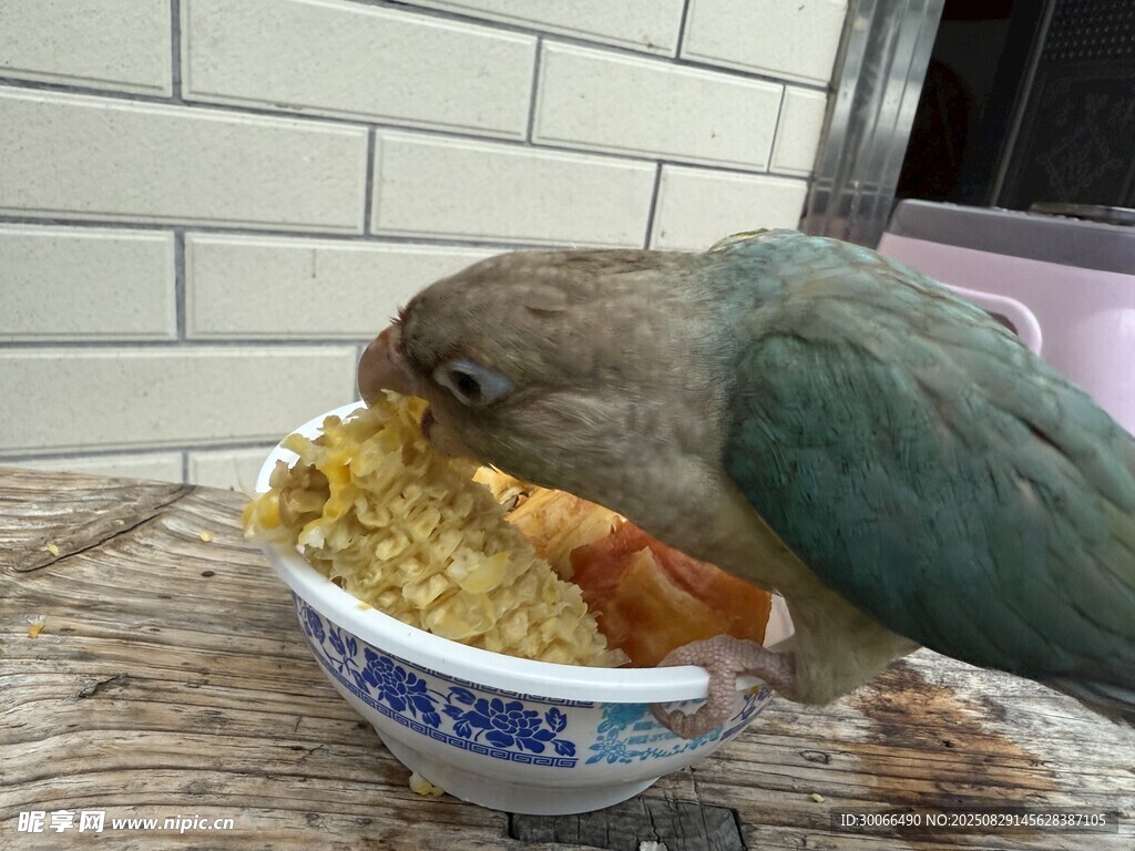  鸚鵡