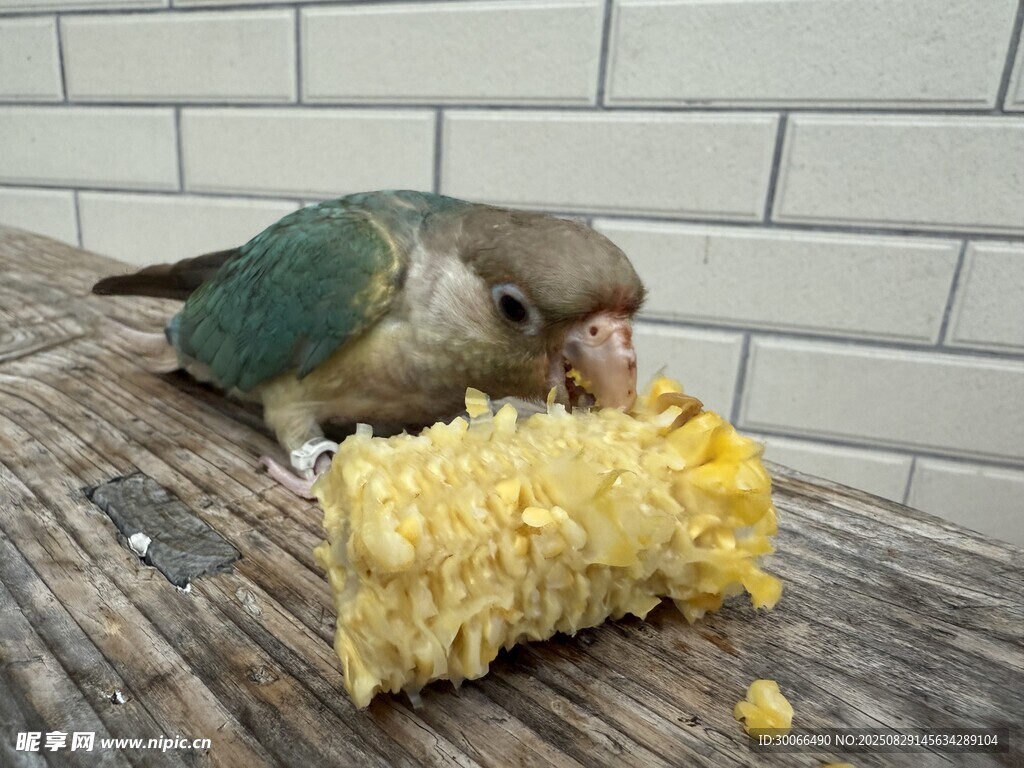 鸚鵡