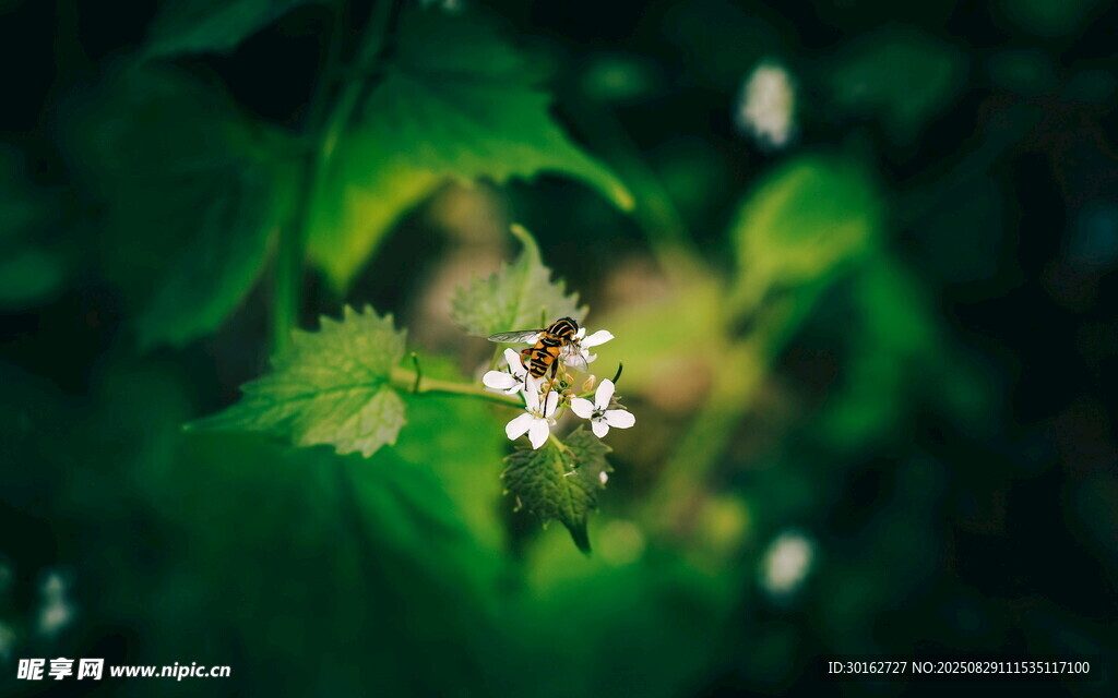 綠葉叢中的白色小花上得蜜蜂