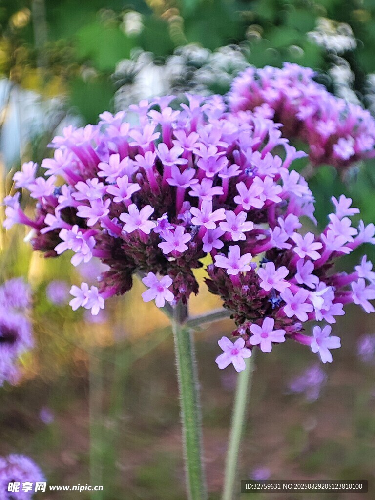 紫色美麗馬鞭草花朵特寫