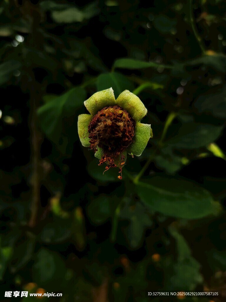 含苞待放的神秘綠色花朵