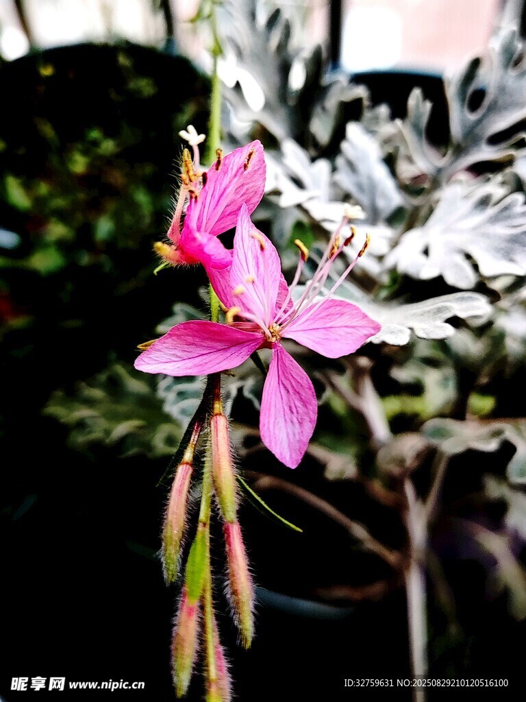 嬌艷粉色花卉特寫