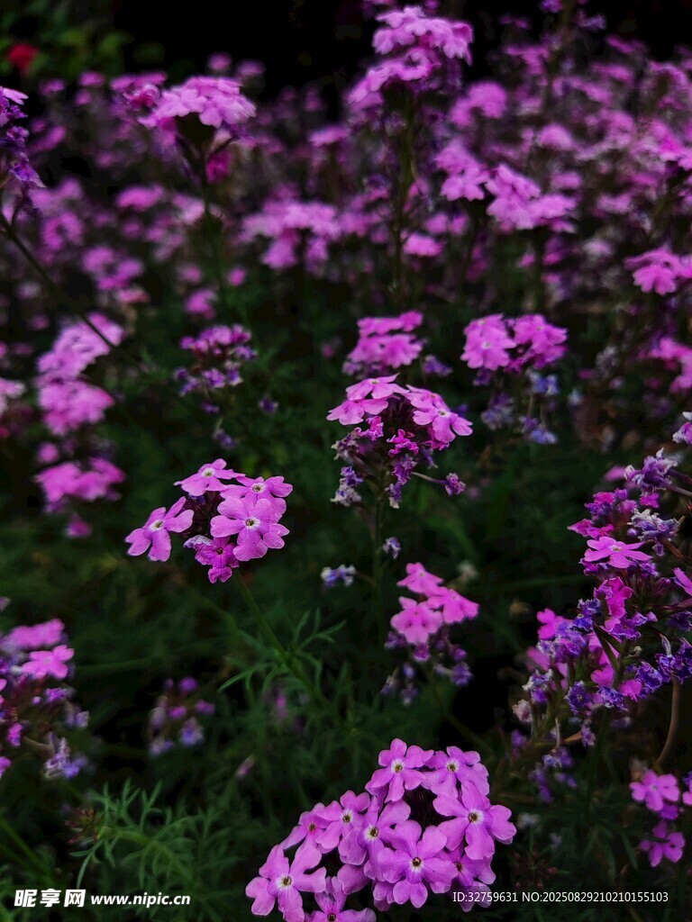 紫色繁花綻放的美麗景致