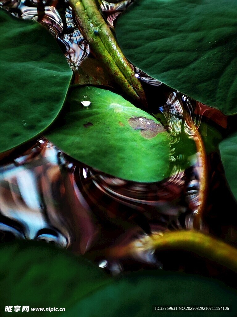 荷葉上的水珠與倒影