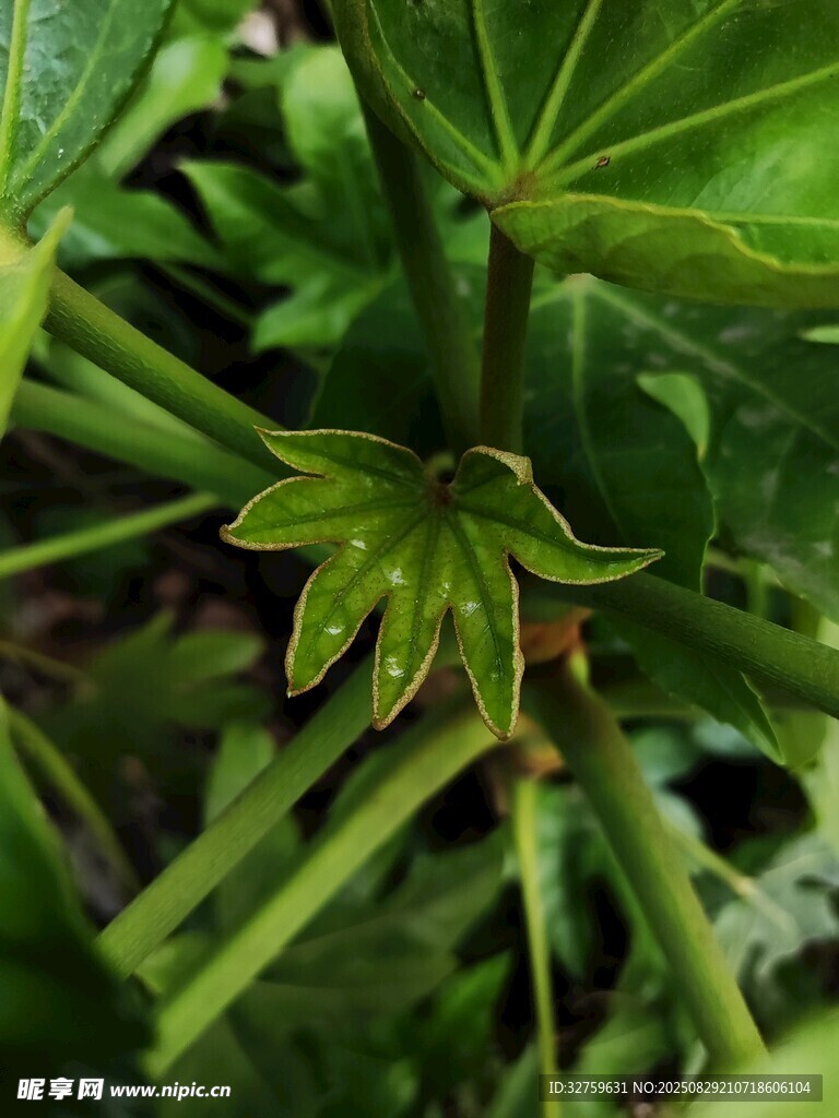 嫩綠葉片與繁茂植物