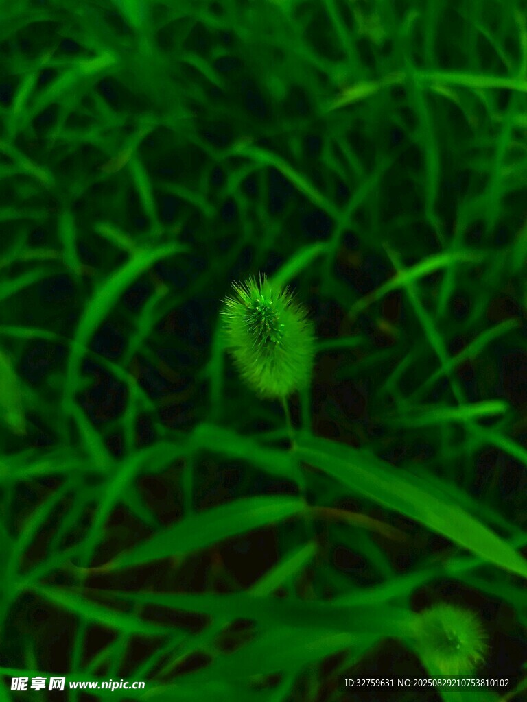 草叢中的綠色毛茸茸植物