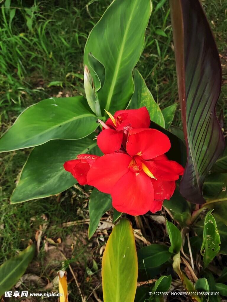 嬌艷紅花朵與翠綠葉片