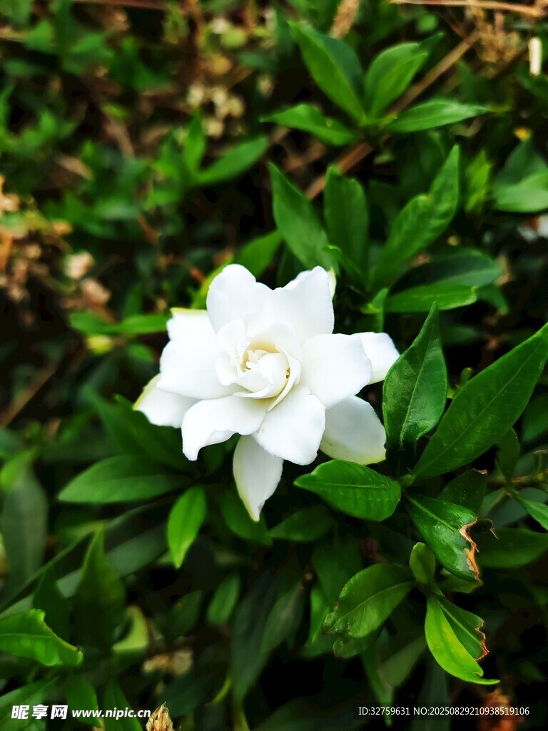 潔白梔子花綻放綠葉間