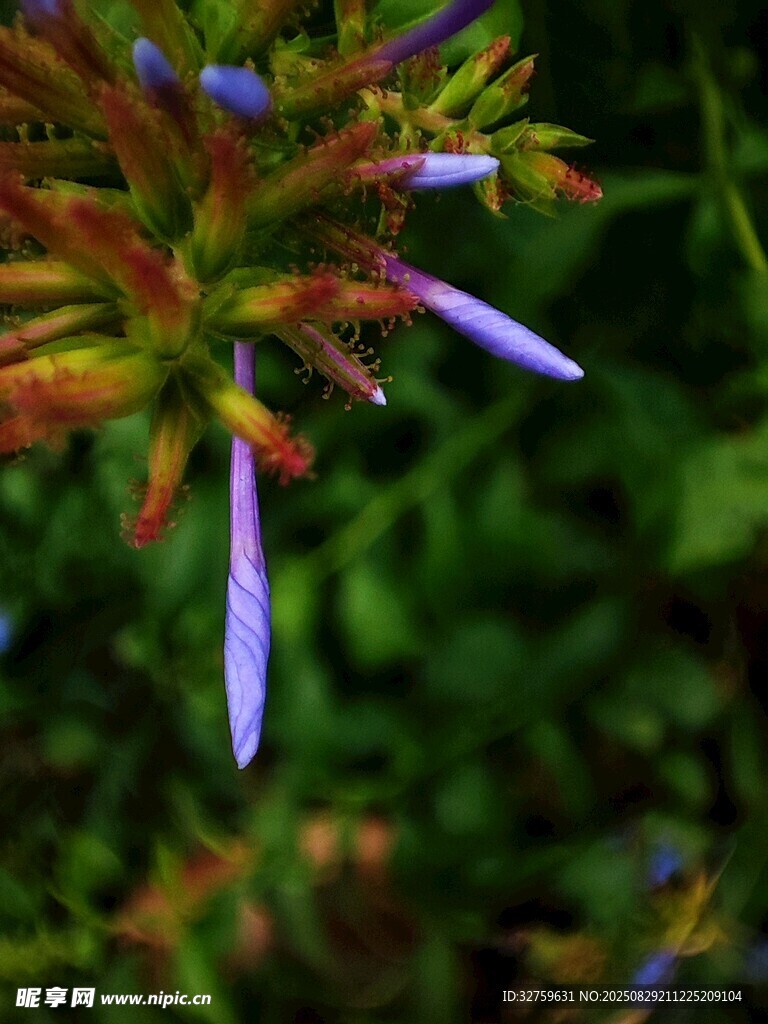 紫色小花特寫