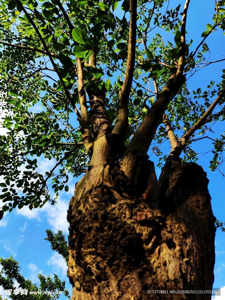 古老大樹的獨(dú)特樹冠景觀