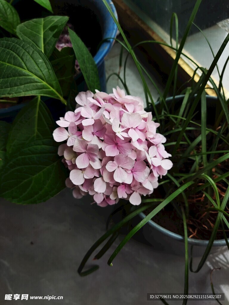 粉色繡球花特寫