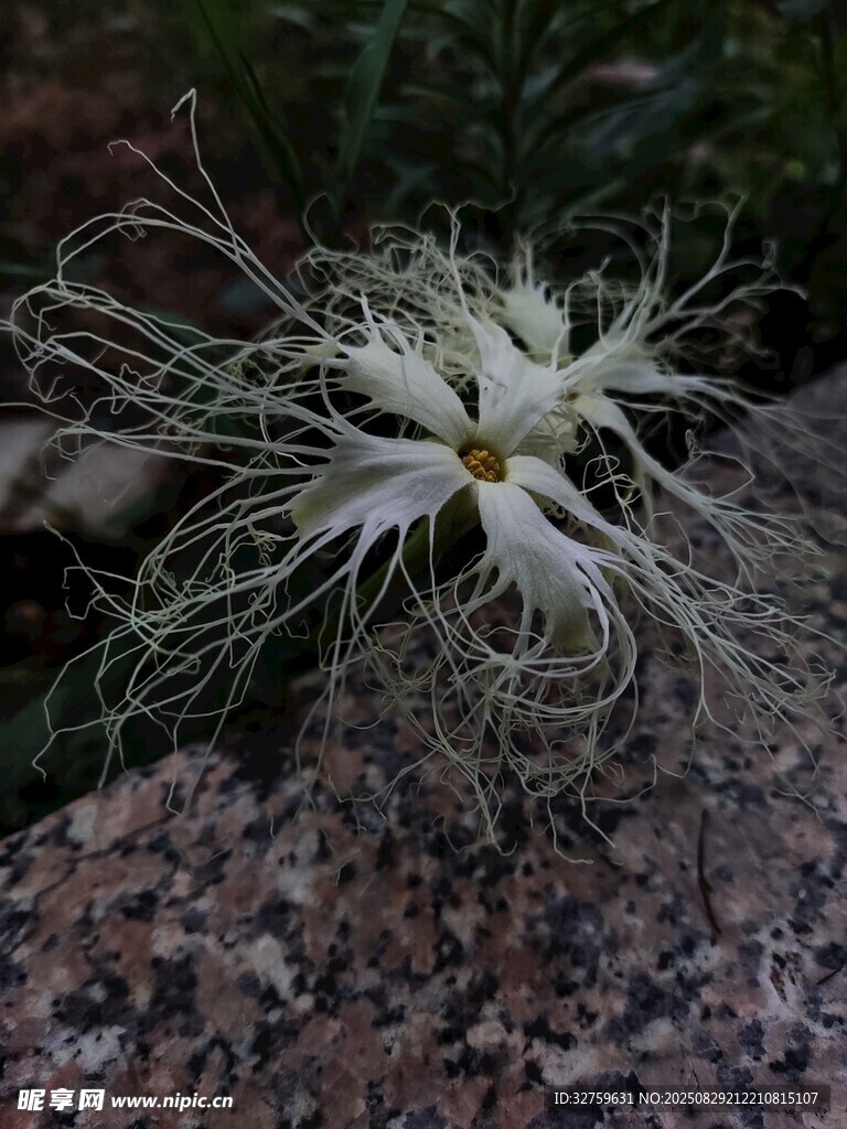 巖石上的奇特白色花朵