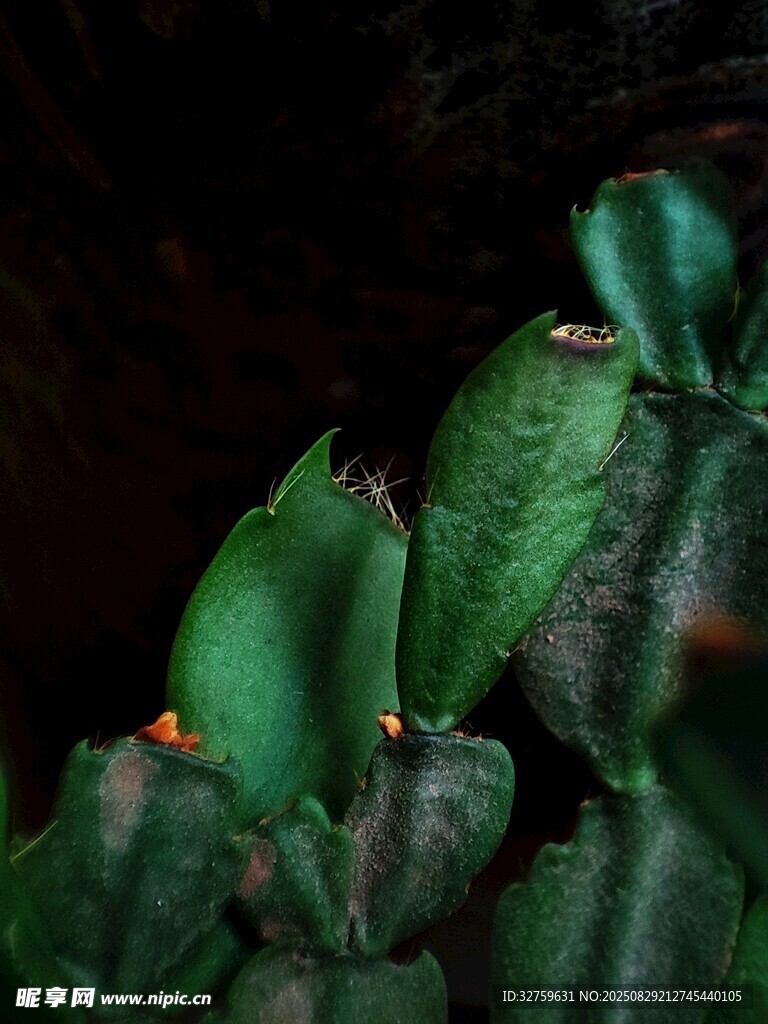 夜間的綠色仙人掌植物