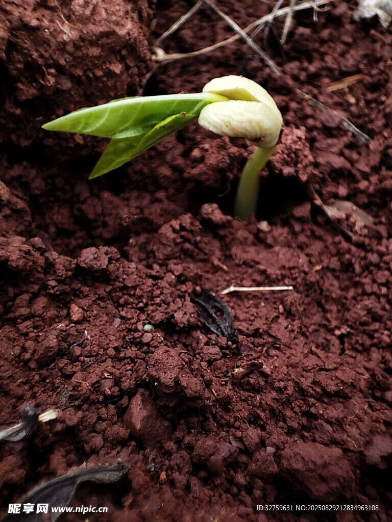 破土而出的嫩綠新芽
