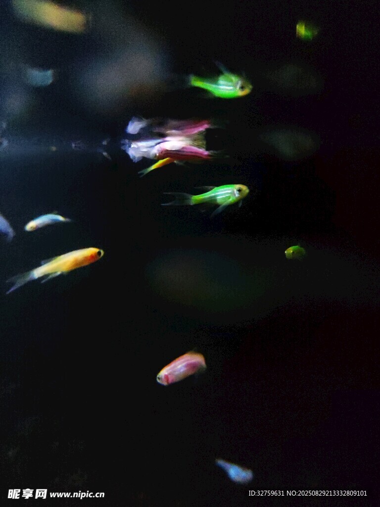 多彩小魚在水中靈動(dòng)游弋