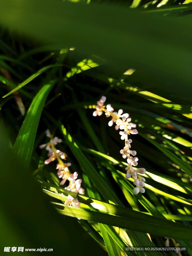 綠葉叢中的素雅蘭花